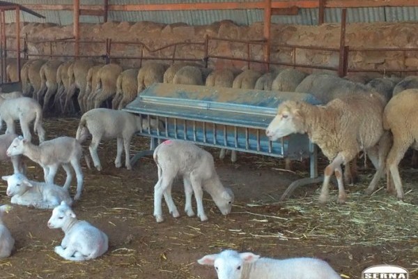 Imagen Tolva per a xais amb filtre