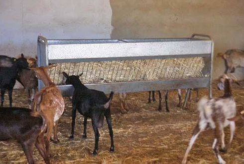 Comedero-pesebre de doble cara para ovino/caprino